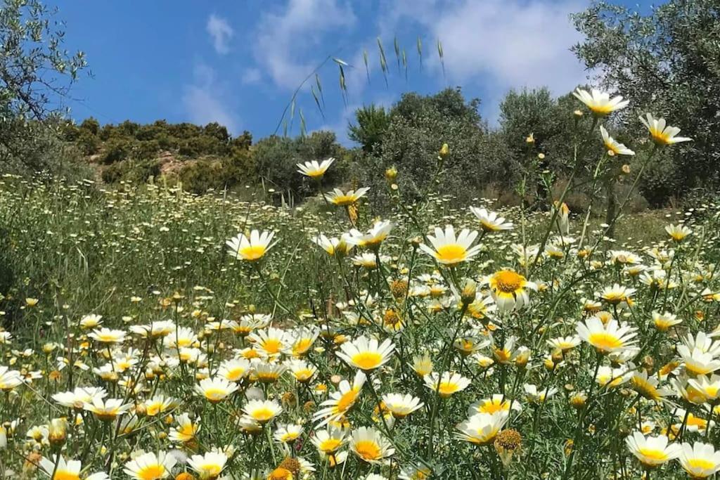 Penthouse Apartment, Cortijo Fruitful Hills 马拉加 外观 照片