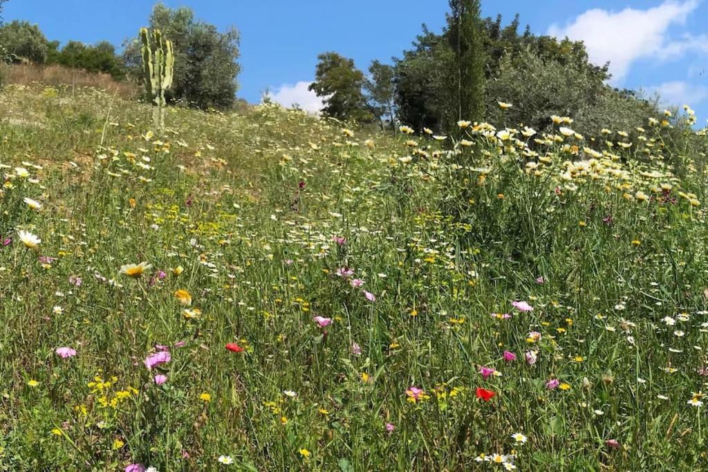 Penthouse Apartment, Cortijo Fruitful Hills 马拉加 外观 照片